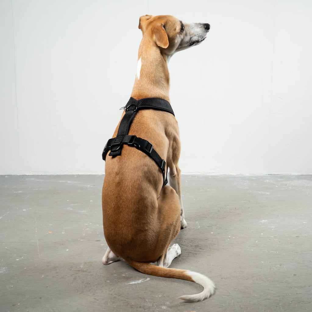 Karma Hund Geschirr WINDHUND Softshell
