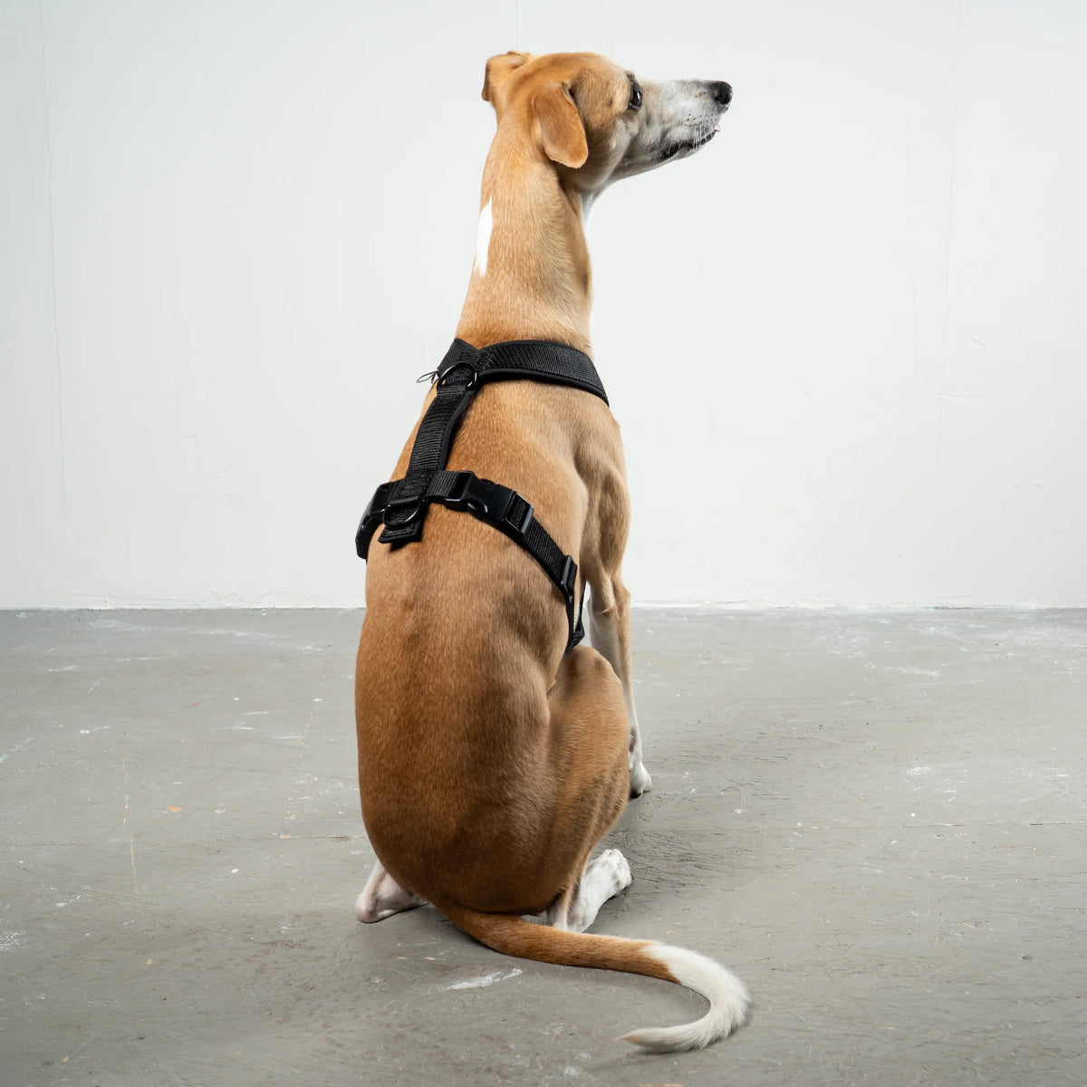 Karma Hund Geschirr WINDHUND Softshell