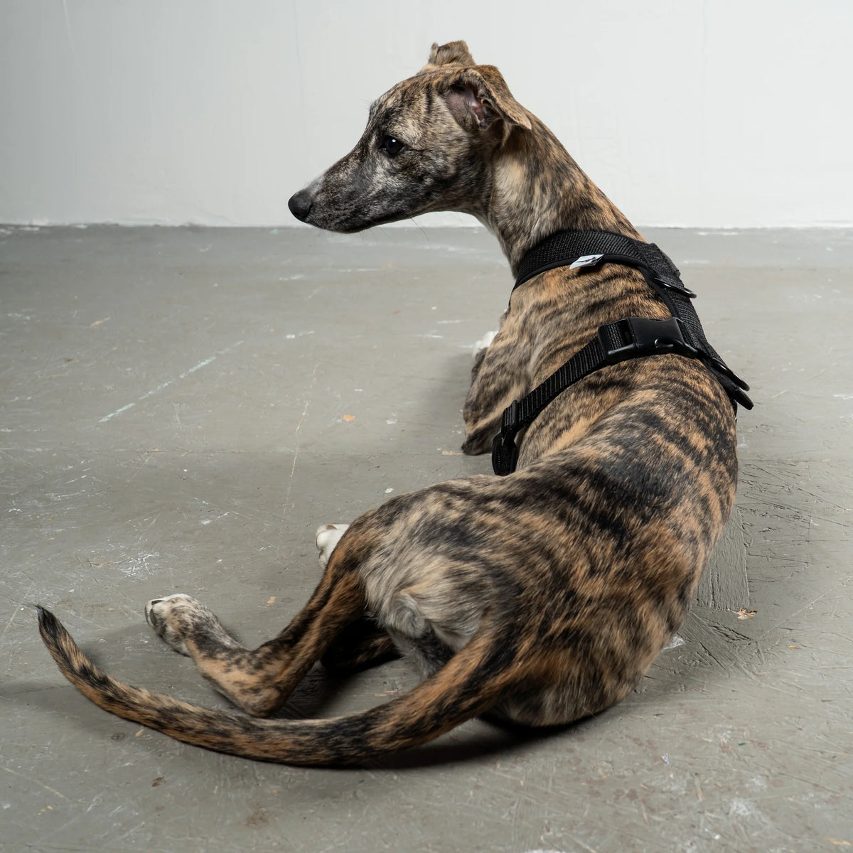 Karma Hund Geschirr WINDHUND Softshell
