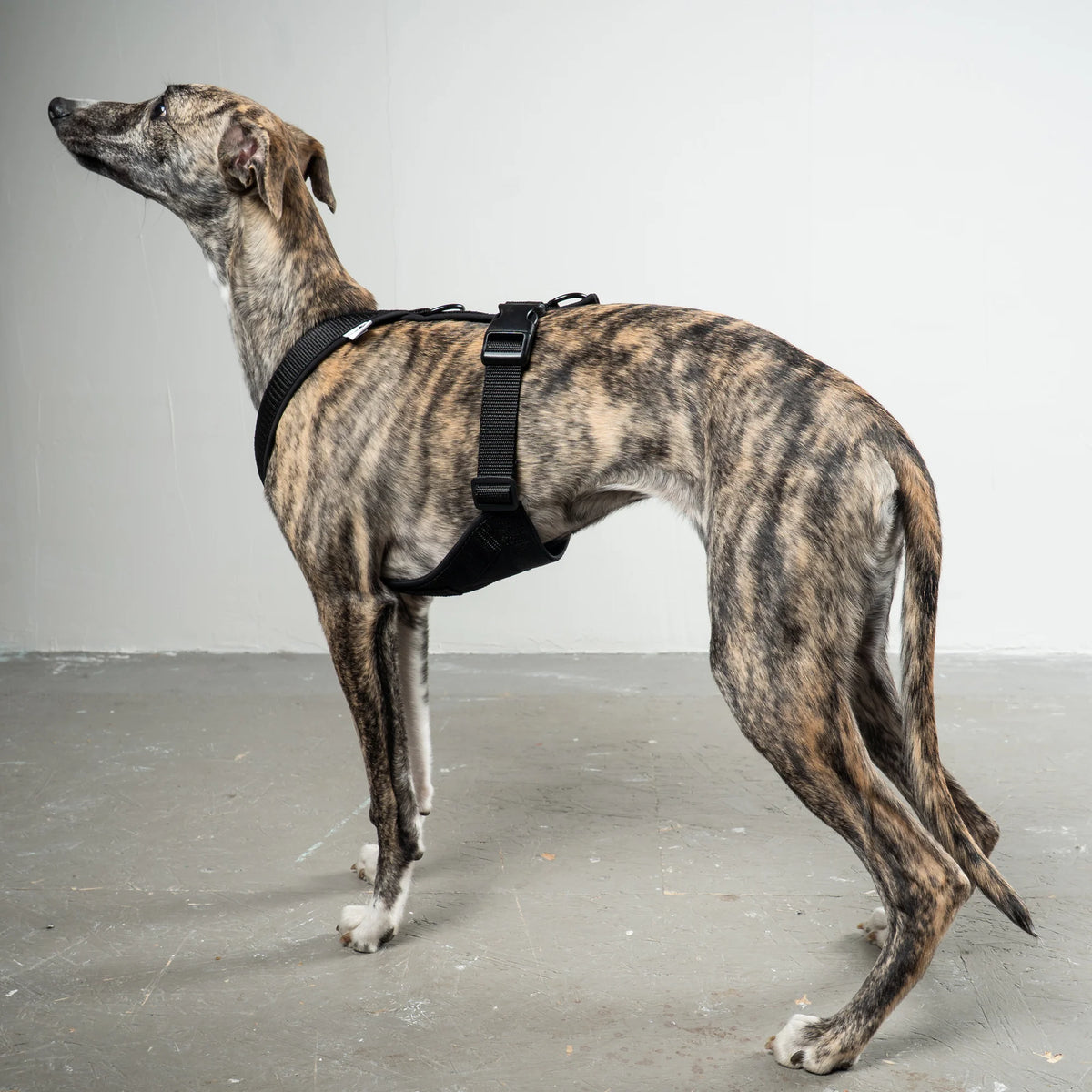 Karma Hund Geschirr WINDHUND Softshell