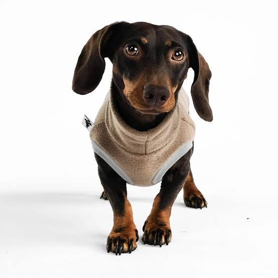 Karma Hund Fleece Shirt DACKEL Walnut