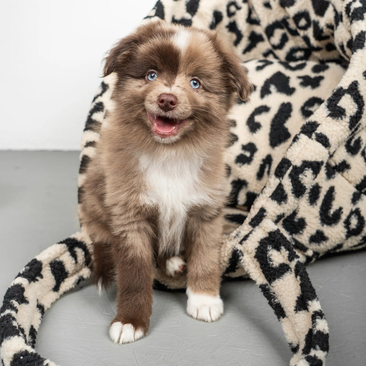 Karma Hund Teddy Shopper Leo Schwarz