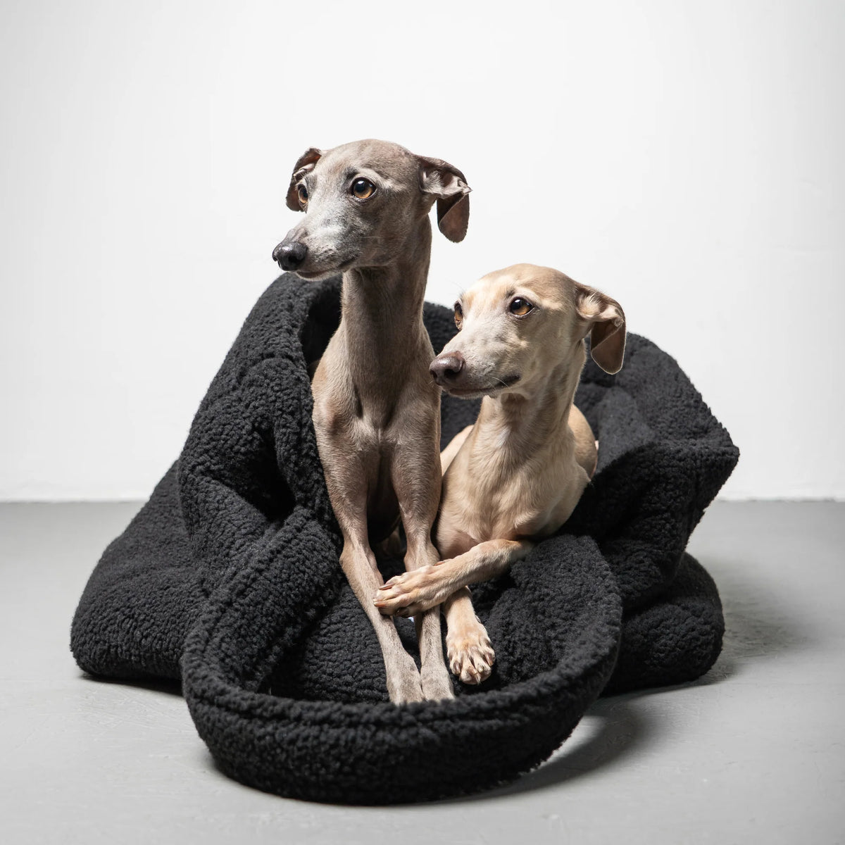 Karma Dog Shopper Black Teddy