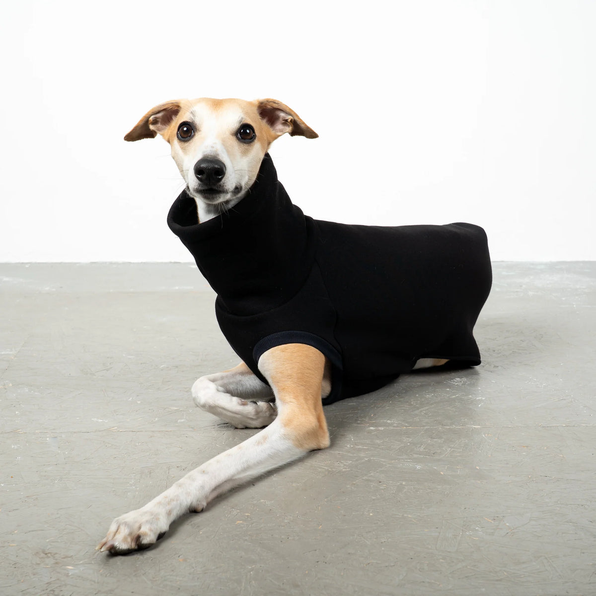 Karma Hund Sweat Shirt WINDHUND Schwarz