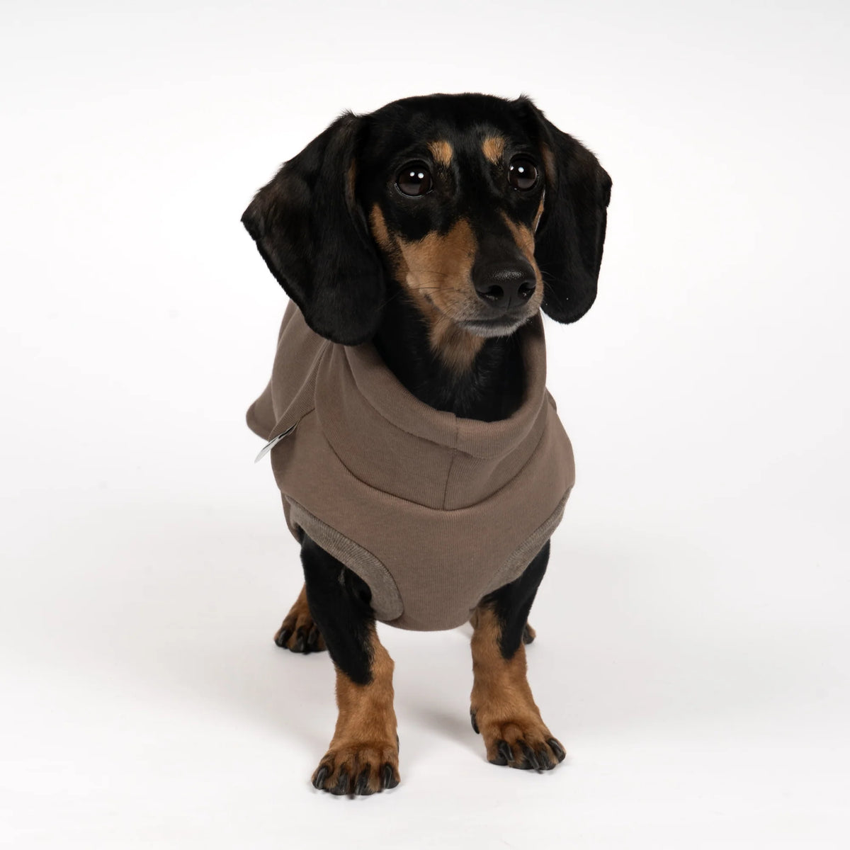 Karma Hund Sweatshirt DACKEL Braun