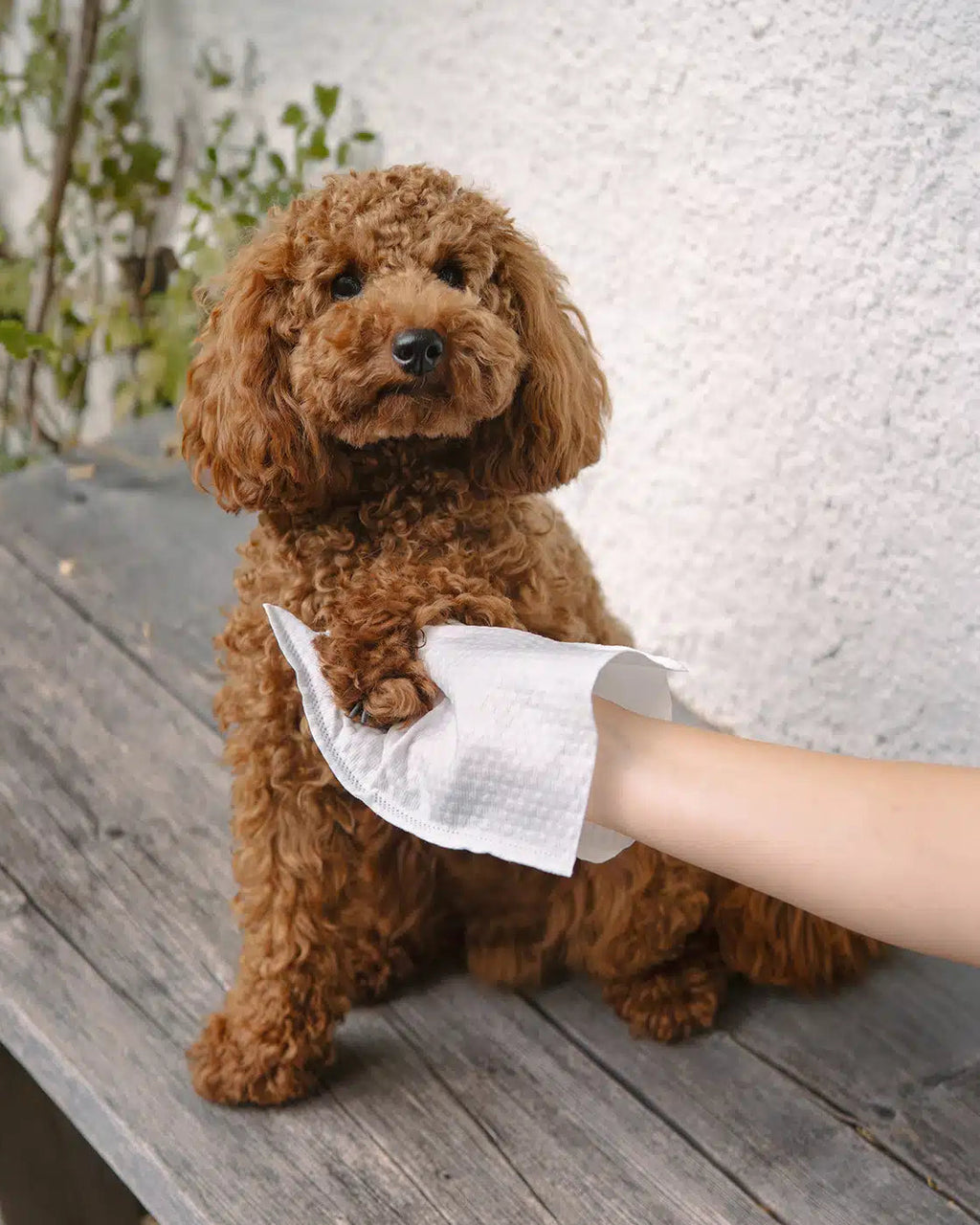 LILA LOVES IT Lavettes Washing Gloves