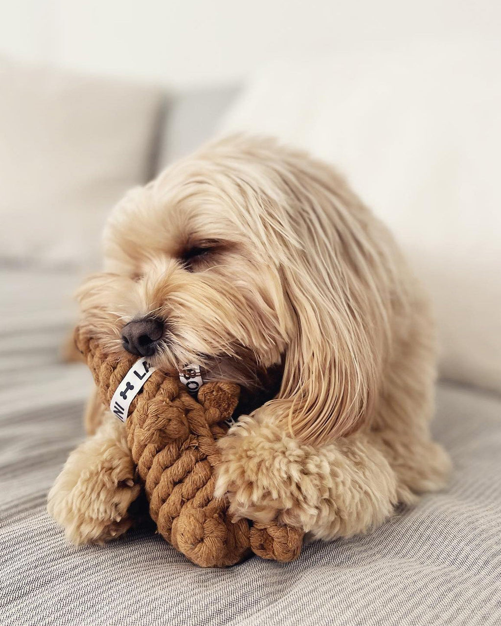 Laboni Dental Toy Eddie Squirrel