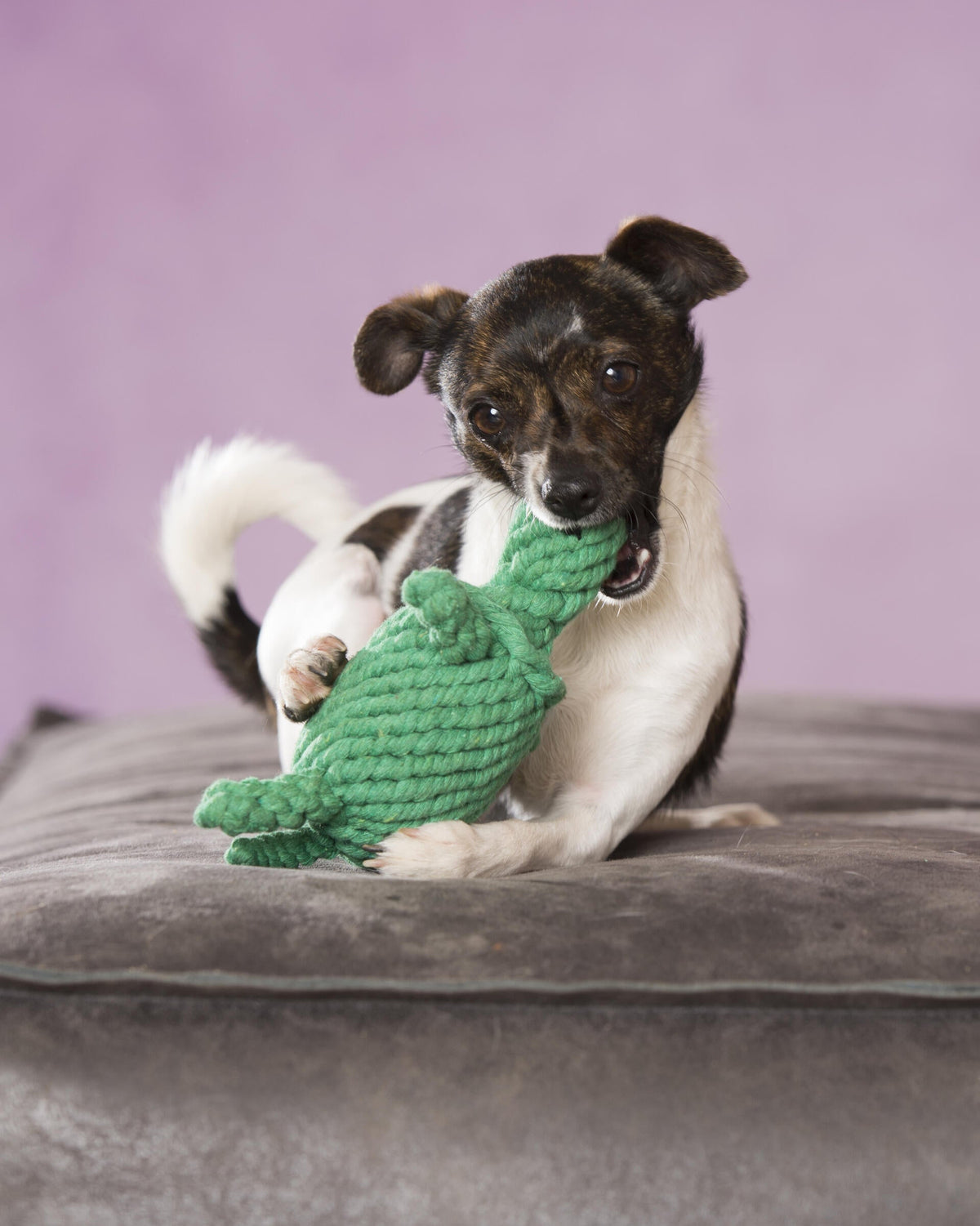 Laboni Dentalspielzeug Tina Turtle