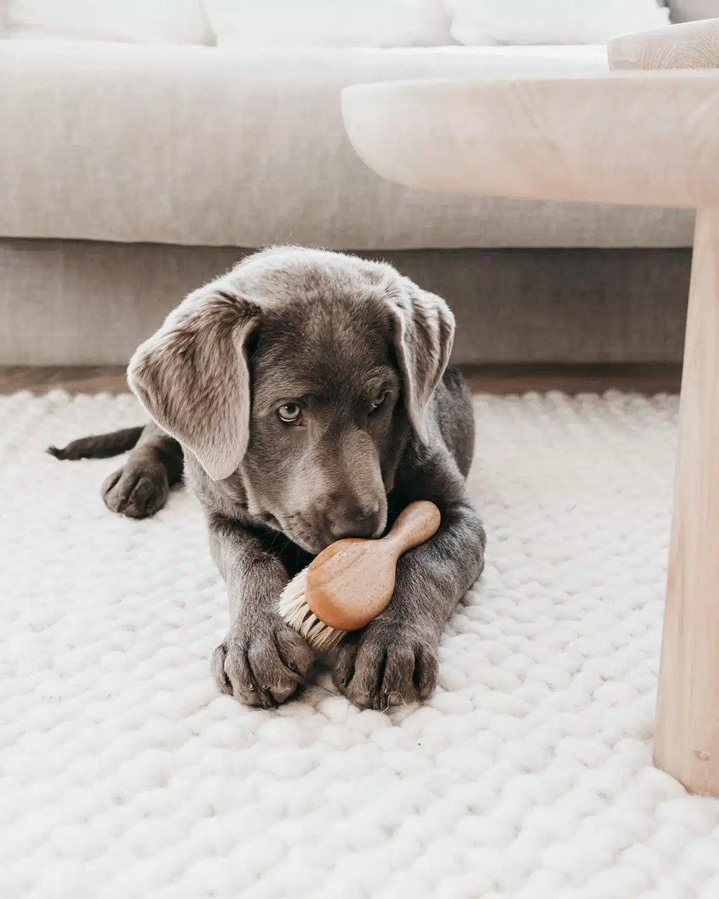 LILA LOVES IT Puppy Brush