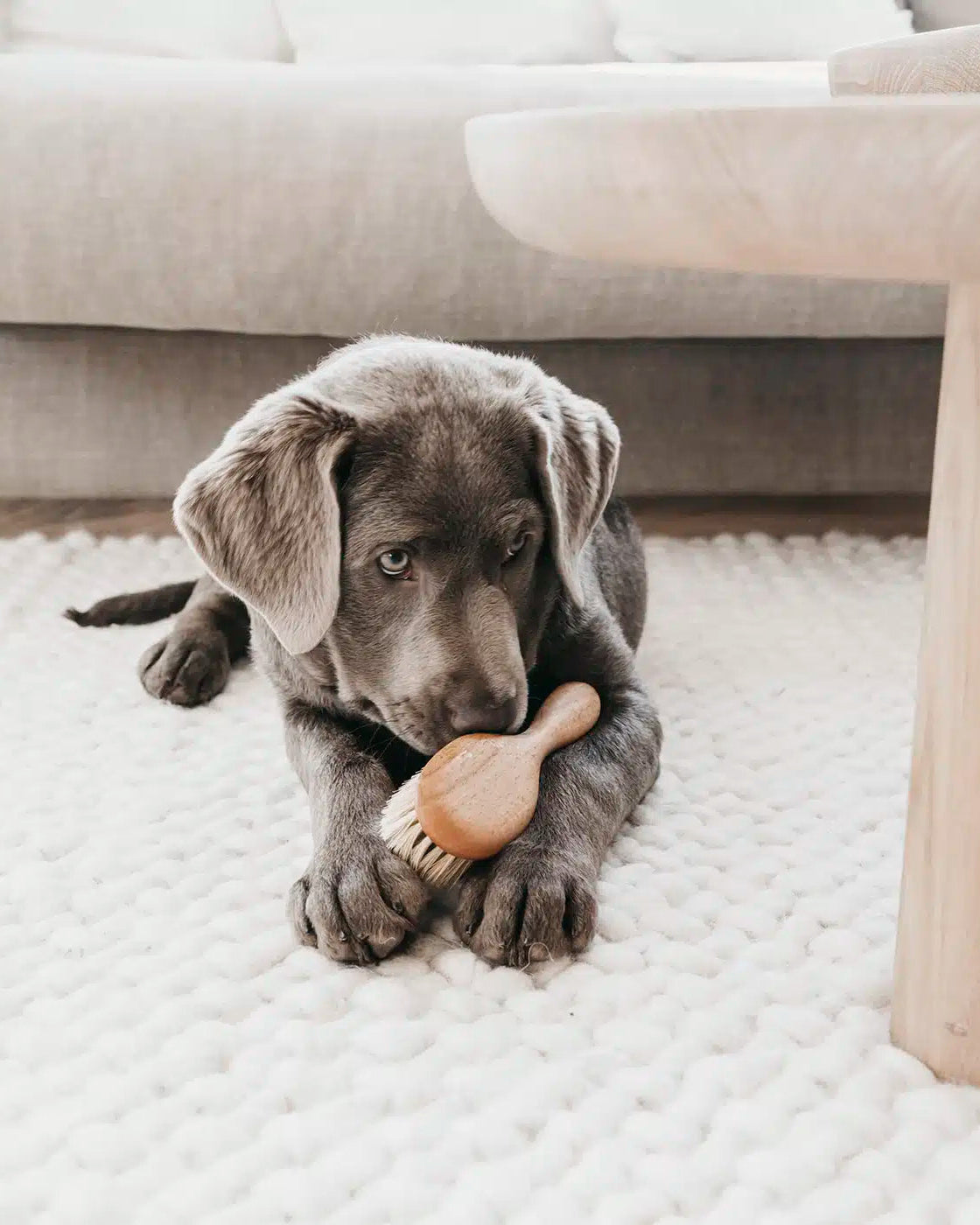 LILA LOVES IT Puppy Brush