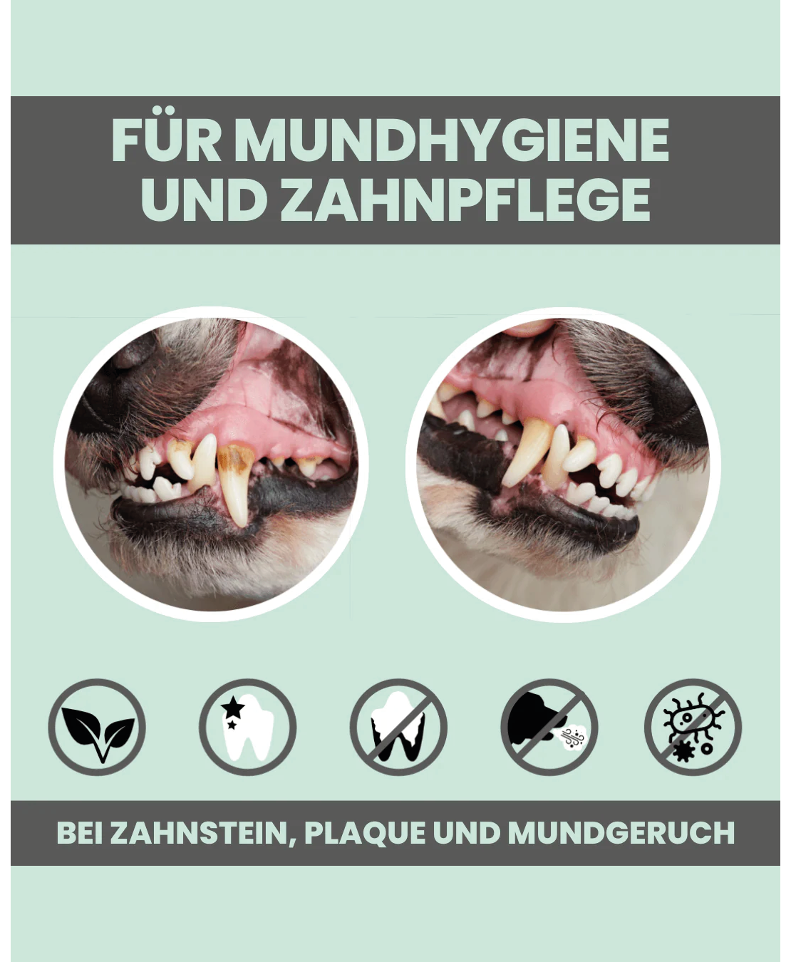 Noms+ Dentalmix