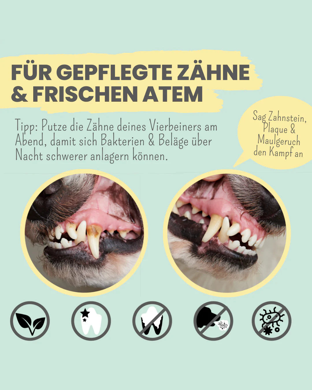 Noms+ Enzymodent Toothpaste