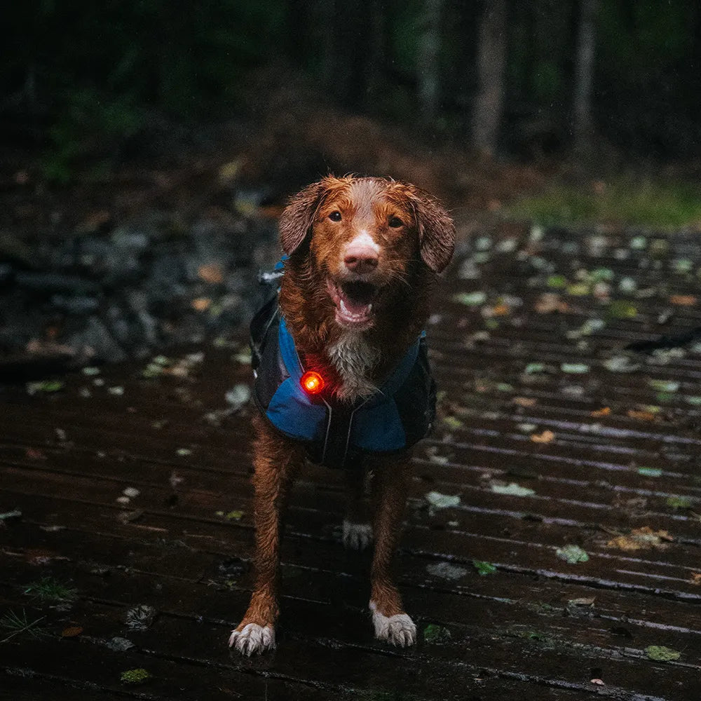 Orbiloc Leuchtanhänger Dog Dual