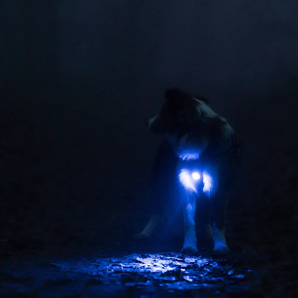 Orbiloc Leuchtanhänger Dog Dual