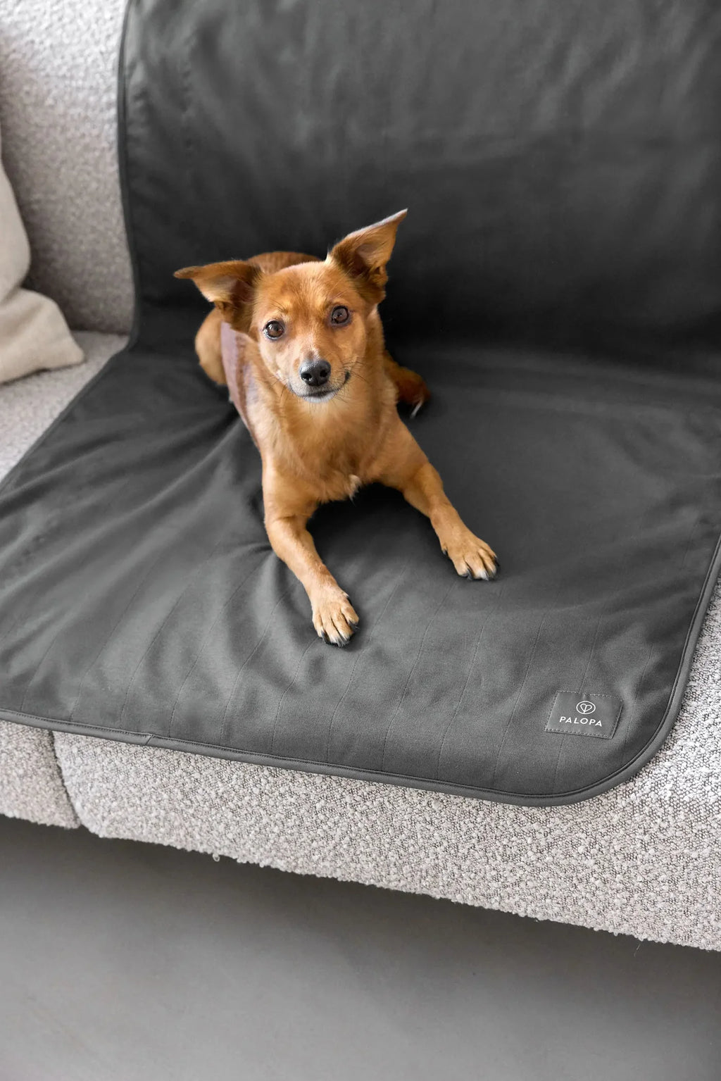 Palopa Hundedecke Protection Benti Anthrazit
