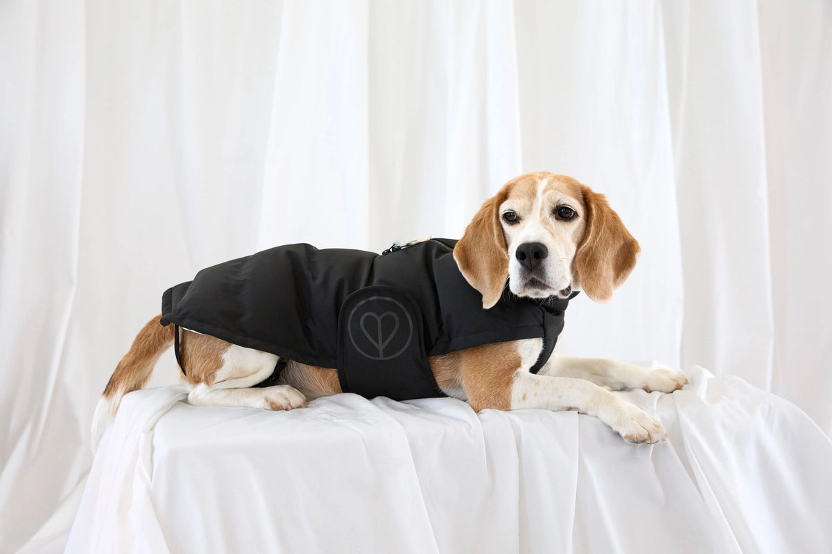 Palopa Hundemantel Nolia DACKEL Schwarz (Lang)