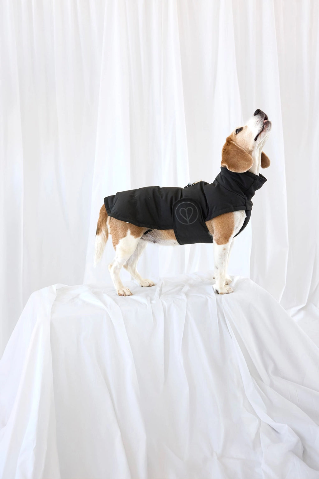 Palopa Hundemantel Nolia DACKEL Schwarz (Lang)