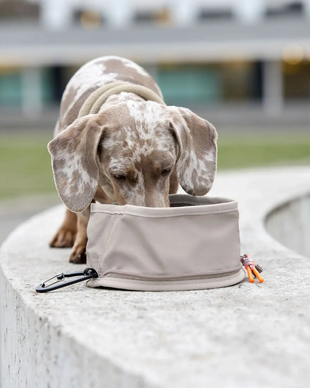 Palopa Dog Bowl To Go Tura Taupe
