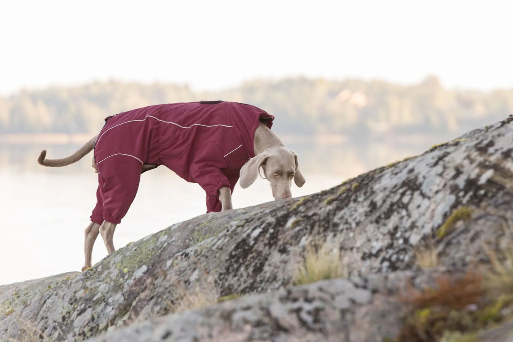 Rukka Pets Hundemantel Thermal Overall Burgunder