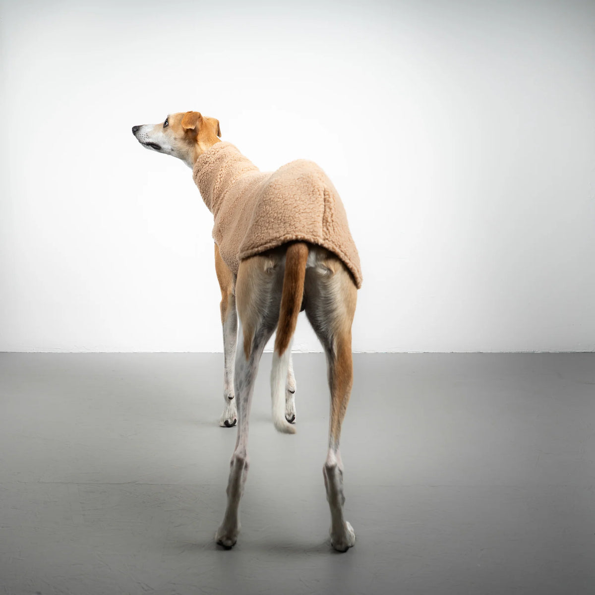 Karma Hund Teddy Shirt WINDHUND Sand Beige