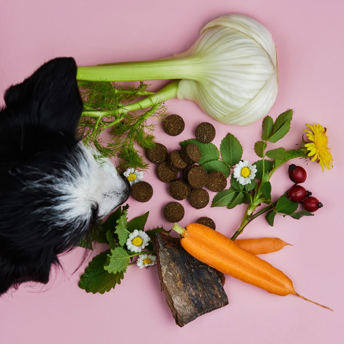 Pet-Friendly Grass and Poop-Eating Drops
