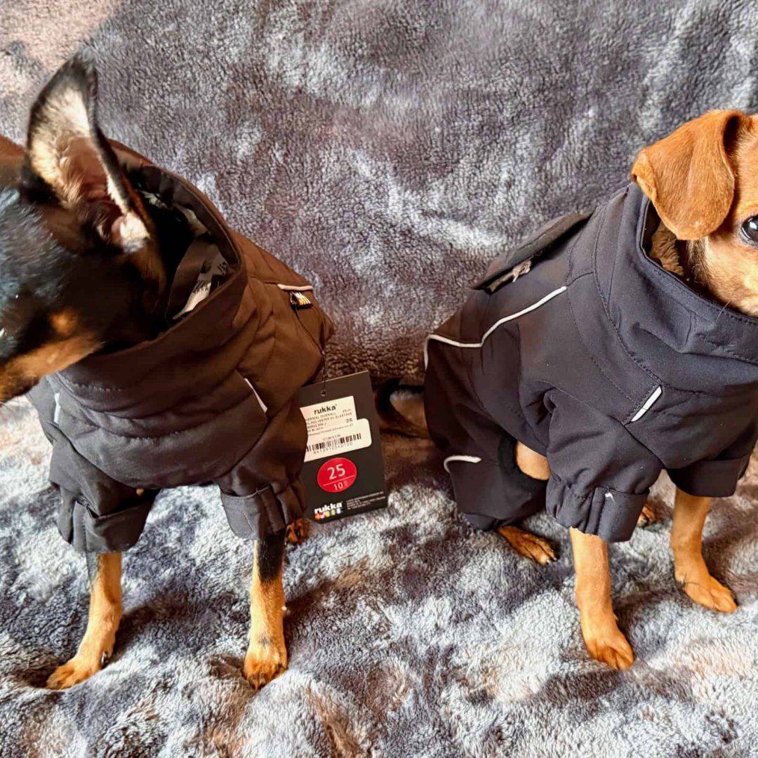 beruhigungs halsband für hunde Canosept Comfort Hunde main image 1
