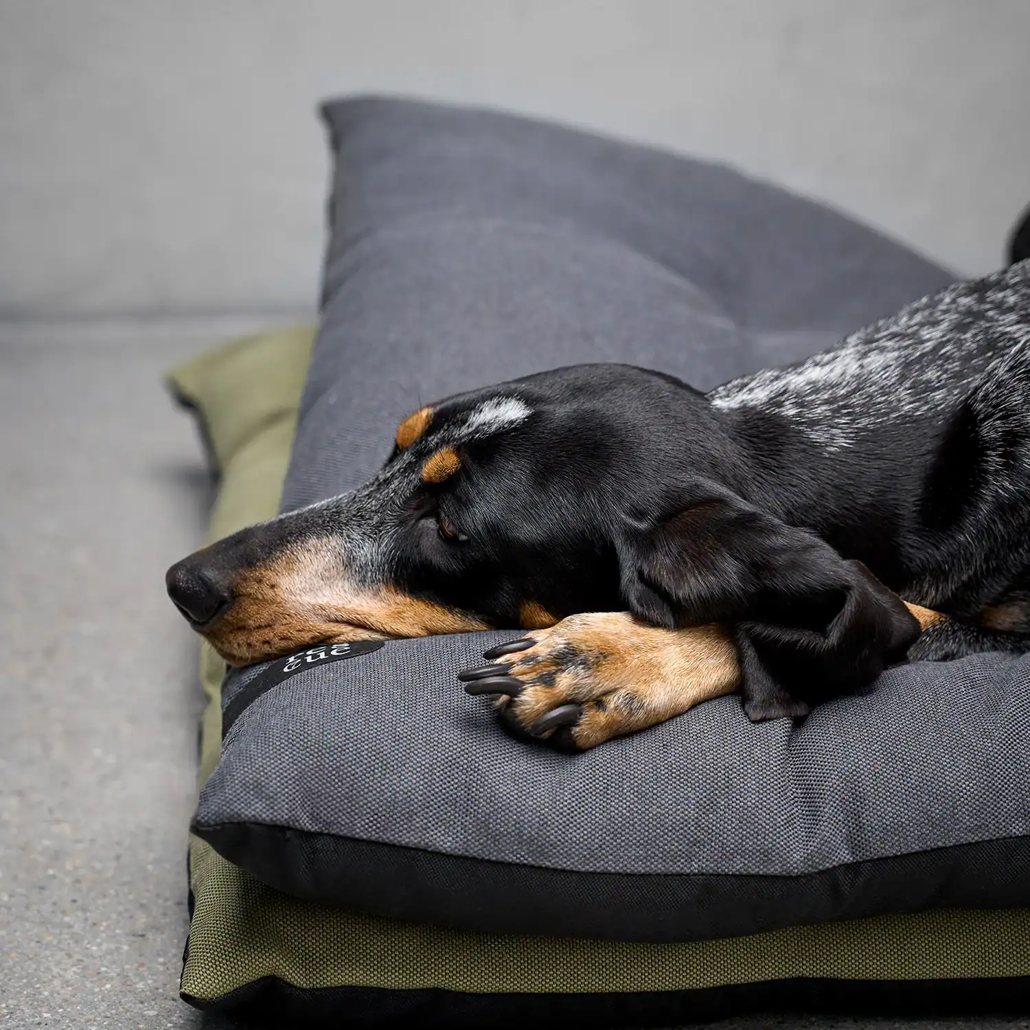 CLOUD7_BED_DOG_RESC7UE