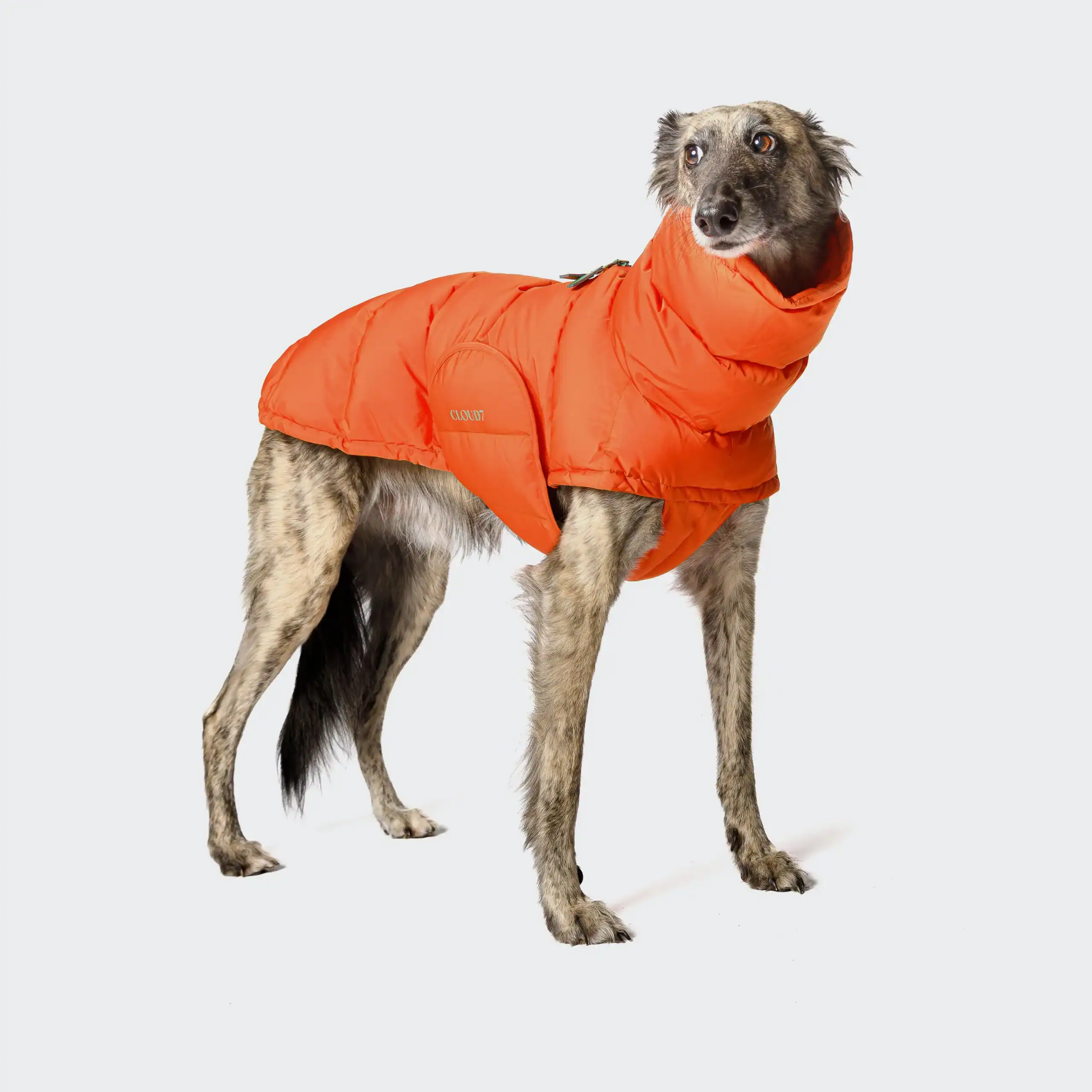 Cloud7-Dog-Coat-Dachshound-Alaska-Burnt-Orange-Dog-on-grey_1