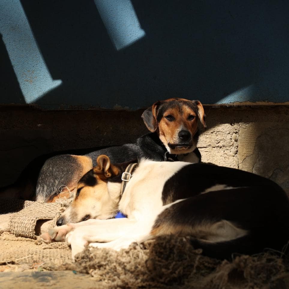 Cloud7-Tierschutz-1500x1500_963px