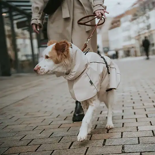 senior nassfutter fr hunde Nassfutter SENIOR Rind fr gesunde Hunde im Alter