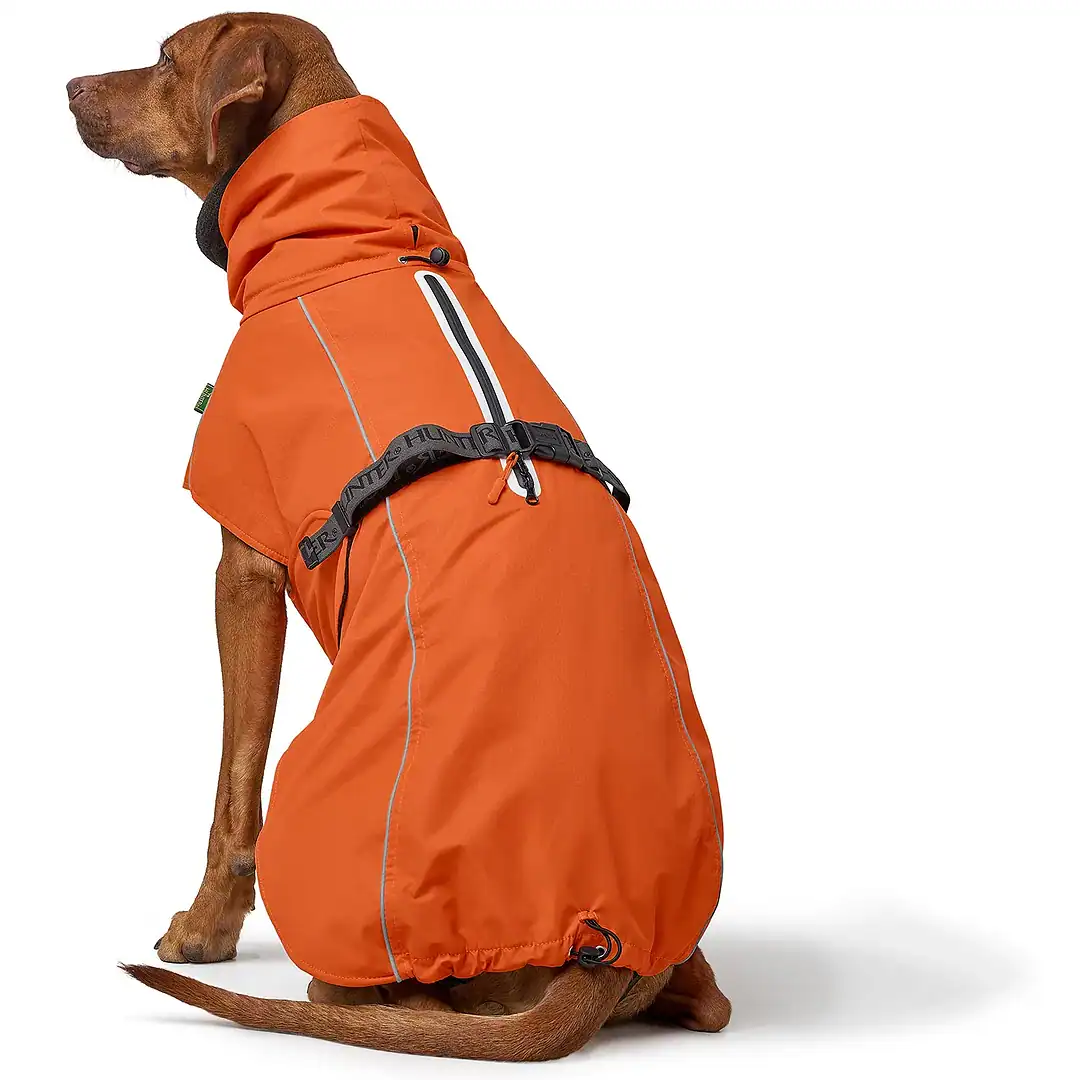 led für hunde LED-Leuchthalsband / Leuchtring für Hunde – mypfote.com