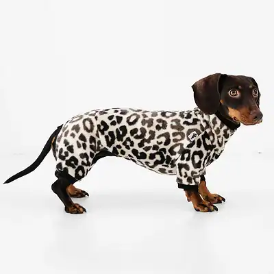 Hund im Leopardmuster-Pullover auf weißem Hintergrund, modische Hundebekleidung für kleine bis mittelgroße Hunde, warm und bequem, Kiezhund Hundeshop.