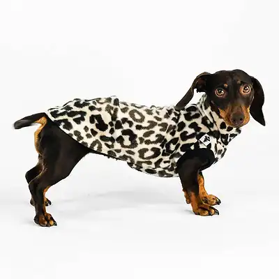 Hündchen in Leopardenfleecejacke, ideal für Hundezubehör und Hundemode bei Kiezhund Hundeshop.