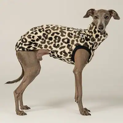 Hundejacke mit Leo-Muster, hochwertiges Hundezubehör, eleganter Hundemantel für kaltes Wetter, modischer Hundeschutz, Kiezhund Hundeshop.